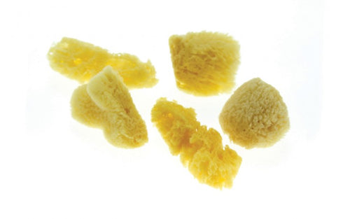 Natural Sponges | Pack of 5 | 38mm - 50mm | Frisk Essentials